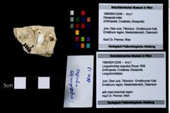 Foto (Objekt + Etikett) von Longodromites angustus (Reuss 1858)  (NHMW-GEO-1990-0041-3249)